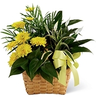 Floor Plants